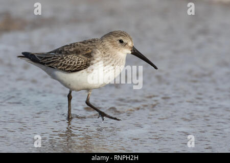 Alpenstrandläufer im Winter Gefieder Stockfoto