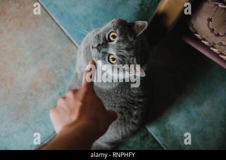 Persönliche Ansicht von oben Jemand teazing Britische Katze, die bis in die Kamera schaut ist Stockfoto