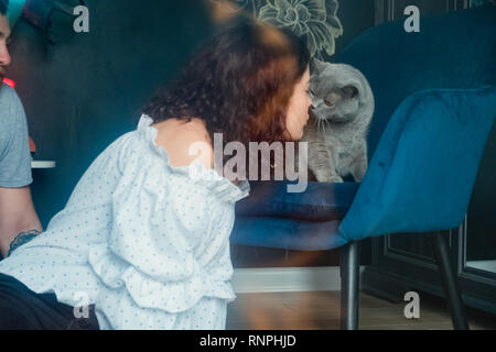 Close-up cute Curly junge Frau im weißen Hemd küssen eine britische Katze auf der Nase Stockfoto