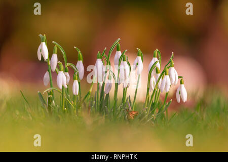 In der Nähe von weißen Schneeglöckchen (Galanthus) auf einer grünen Wiese Stockfoto