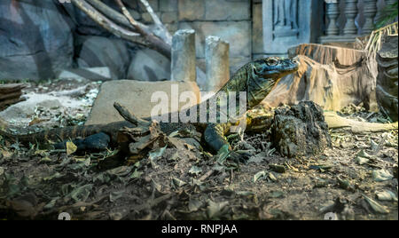 Comodo Dragon Stockfoto