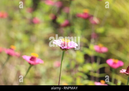 Mexikanische Berufkraut - Erigeron karvinskianus Stockfoto