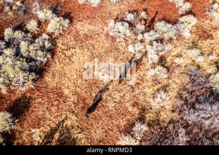 Weidende Pferde auf der Wüste in der Nähe von Lone Pine City. Blick auf die schneebedeckten Berge. Antenne. Kalifornien, USA Stockfoto