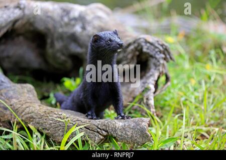 Amerikanischer Nerz (Mustela Vision-fitness), Erwachsener, Alert, Pine County, Minnesota, USA Stockfoto