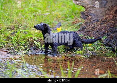 Amerikanischer Nerz (Mustela Vision-fitness), Erwachsener, Alert, auf dem Wasser, Pine County, Minnesota, USA Stockfoto