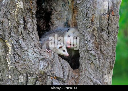 Virginia opossum (Didelphis virginiana), Erwachsene mit jungen Tier schaut neugierig von Baum Loch, Pine County, Minnesota, USA Stockfoto