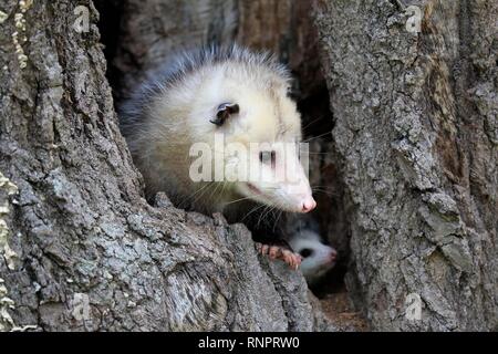 Virginia opossum (Didelphis virginiana), Erwachsene mit jungen Tier schaut neugierig von Baum Loch, Pine County, Minnesota, USA Stockfoto