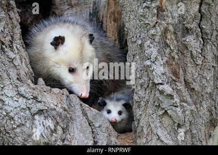 Virginia opossum (Didelphis virginiana), Erwachsene mit jungen Tier schaut neugierig von Baum Loch, Pine County, Minnesota, USA Stockfoto