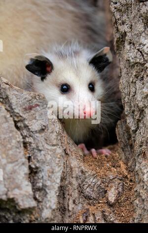 Virginia opossum (Didelphis virginiana), junge Tier Suchen in Baum, Tier Portrait, Pine County, Minnesota, USA Stockfoto