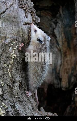 Virginia opossum (Didelphis virginiana), junge Tier klettern auf Baumstamm, Pine County, Minnesota, USA Stockfoto