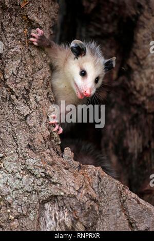 Virginia opossum (Didelphis virginiana), junge Tier neugierig den Baumstamm, Tier portrait klettert, Pine County, Minnesota Stockfoto