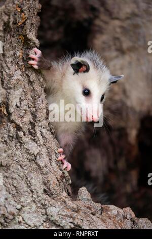 Virginia opossum (Didelphis virginiana), junge Tier neugierig den Baumstamm, Tier portrait klettert, Pine County, Minnesota Stockfoto