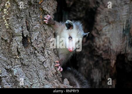 Virginia opossum (Didelphis virginiana), junge Tier klettern auf Baumstamm, Tier Portrait, Pine County, Minnesota, USA Stockfoto