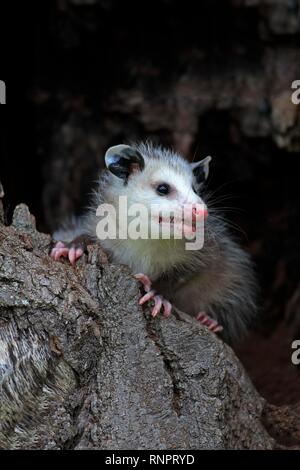 Virginia opossum (Didelphis virginiana), junge Tier auf Baumstamm, wachsam, Pine County, Minnesota, USA Stockfoto