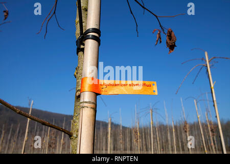 Baumschule, Deutschland, Europa Stockfoto