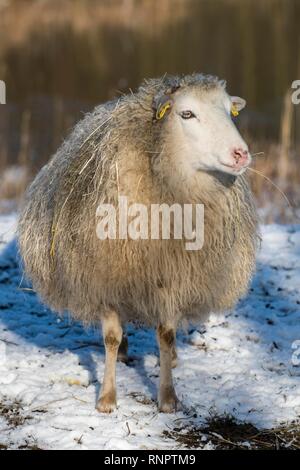 Alte Hausschaf Rasse Skudde im Winter, rote Liste, im Schnee, Captive, Land Brandenburg, Deutschland Stockfoto