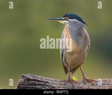 Gestreift Heron (Butorides Striata) steht auf einem Baumstamm, Kwazulu-Natal, Südafrika Stockfoto