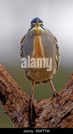 Gestreift Heron (Butorides Striata) steht in der Astgabel, Kwazulu-Natal, Südafrika Stockfoto