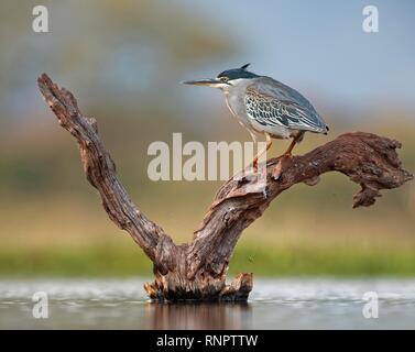 Gestreift Heron (Butorides Striata) steht auf Totholz im Wasser, Kwazulu-Natal, Südafrika Stockfoto