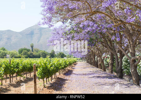 De Wetshof Wine Estate, Robertson Wine Valley, Route 62 Breede River Valley, Western Cape, Südafrika im Frühjahr mit Jacaranda-Blüte und Weinberg Stockfoto