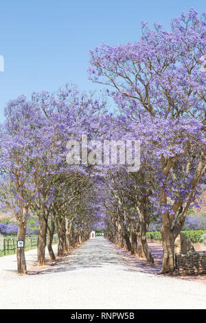 De Wetshof Wine Estate, Robertson Valley, Route 62, Breede River Valley, Western Cape Town, Südafrika im Frühjahr mit Jacaranda Blüte Stockfoto