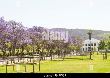 De Wetshof Wine Estate, Robertson Valley, Route 62, Breede River Valley, Western Cape Town, Südafrika im Frühjahr mit Jacaranda Blüte Stockfoto