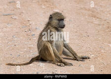 Yellow baboon (Papio cynocephalus), Erwachsener, auf dem Boden sitzend, Amboseli National Park, Kenia Stockfoto