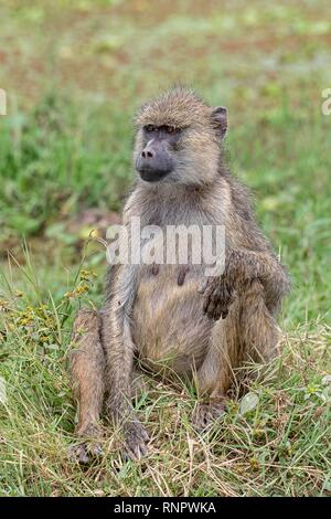 Yellow baboon (Papio cynocephalus), Erwachsener, Frau, sitzen in der Wiese, Amboseli National Park, Kenia Stockfoto
