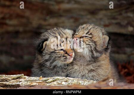 Rotluchs (Lynx rufus), zwei junge Tiere in der Tierhaltung, Porträt, Pine County, Minnesota, USA Stockfoto