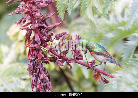 Männliche Südlichen oder weniger Doppel-collared Sunbird, Cinnyris chalybeus, über Honig bush Blumen Kirstenbosch Botanical Gardens, Western Cape, Südafrika Stockfoto