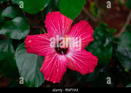 Hibiskus Blume mit Regentropfen Stockfoto