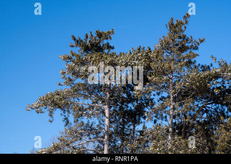 Frischer Schnee auf Pine Tree Branches mit strahlend blauem Himmel Hintergrund Stockfoto