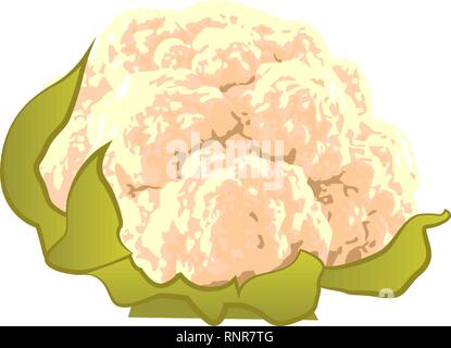 Blumenkohl Gemüse Vector Illustration auf weißem Hintergrund Stock Vektor