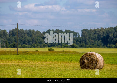 Hay liegen auf der grünen Wiese, Wald und blauer Himmel. Heuballen auf dem Feld nach der Ernte am Morgen. Frisch Heuballen zusammengerollt auf Stockfoto