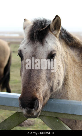 Konik Ponys Dingle Suffolk Stockfoto