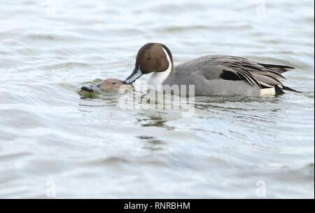 Die beiden nördlichen Pintail (Anas acuta) Verpaarung. Februar 2019, Gloucestershire, VEREINIGTES KÖNIGREICH Stockfoto