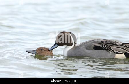 Die beiden nördlichen Pintail (Anas acuta) Verpaarung. Februar 2019, Gloucestershire, VEREINIGTES KÖNIGREICH Stockfoto