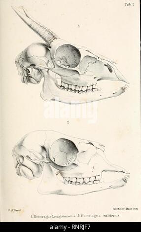 Katalog von Wiederkäuern Mammalia (Pecora, Linnaeus) Stockfoto