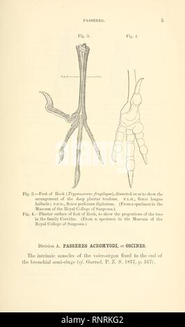 Katalog der Proben zur Veranschaulichung der osteologie der vertebrated Tiere, aktueller und ausgestorben, die im Museum der königlichen Hochschule der Chirurgen von England (Seite 5) Stockfoto