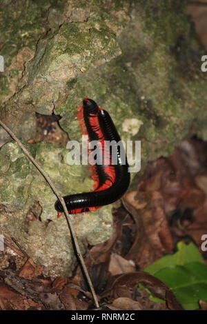 Riesige Afrikanische Tausendfüßler (Archispirostreptus gigas), Kaya Kinondo, Kenia Stockfoto