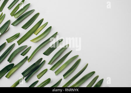 Kreative Muster aus grünen Blättern auf hellem Hintergrund. Natur Frühling Konzept. Flach, Ansicht von oben, kopieren. Natur Frühling Konzept. Stockfoto