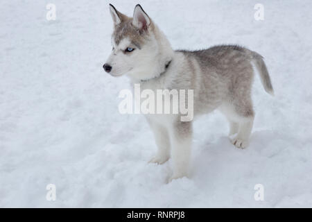 Cute Siberian Husky Welpen steht auf dem weißen Schnee. Heimtiere. Reinrassigen Hund. Stockfoto