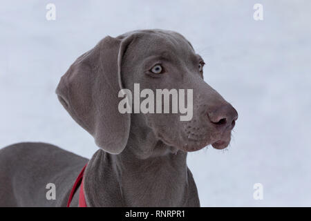 Cute kurzhaarigen Weimaraner vorstehhund steht auf dem weißen Schnee. Heimtiere. Reinrassigen Hund. Stockfoto