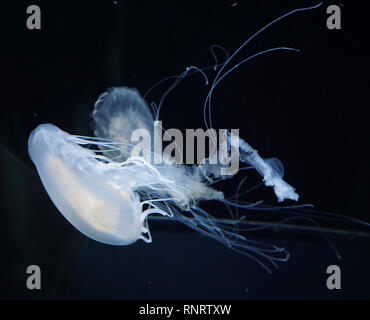 Zwei weiße Quallen auf schwarzen Hintergrund im Aquarium der Tiergarten Schönbrunn in Wien, Österreich verwickelt Stockfoto