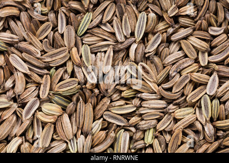 Hohe Qualität Samen der aromatische Fenchel, in eine Textur Formular für Ihren persönlichen Garten. Kann durch die Saatguthersteller verwendet werden. Stockfoto