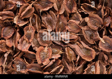 Hohe Qualität Samen der Rhabarber, in eine Textur Formular für Ihren schönen Garten. Kann durch die Saatguthersteller verwendet werden. Stockfoto