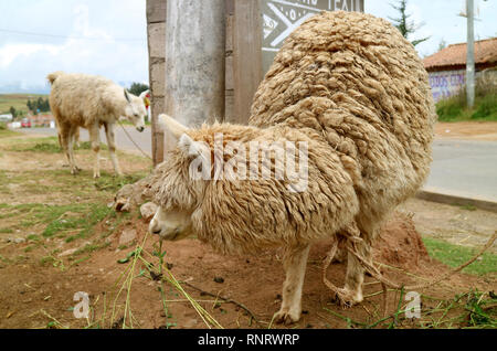 Alpakas an der Textilen Dorf Chincheros, Urubamba, Cusco Region, Peru Stockfoto