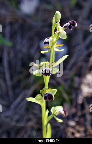 Ophrys dyris Stockfoto