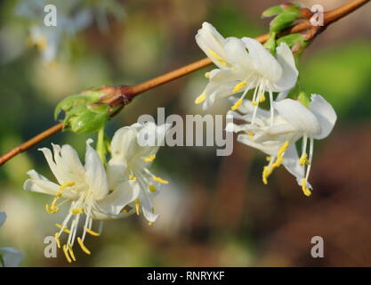 Lonicera fragrantissima. Stark duftenden Blüten von winterblüher