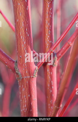 Acer palmatum ango Kaku 'Rinde. Detail der farbenfrohe Stiele im Winter - Januar, Großbritannien. Auch als Coral Rinde Ahorn und Senkaki Acer. Stockfoto